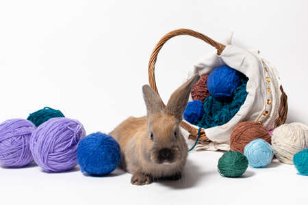 A cute fluffy brown rabbit sits in a basket with tangles of knitting yarn. Beautiful photo for calendar, Easter or postcardの写真素材