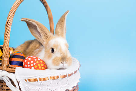 Easter day and religious symbol - a small fluffy rabbit with long ears in a basket with colorful painted eggs. With a place for text to copy space for textの写真素材