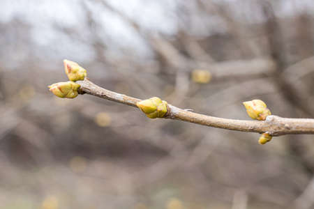 Lilac buds on a branch in early spring in March. Light photo of a reviving blossoming nature