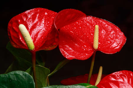 The red heart-shaped anthurium flower is the flamingo flower, Anthurium andreanum, a symbol of male happiness and well-being in the home. Macro close-up of a plant with dew drops.の写真素材