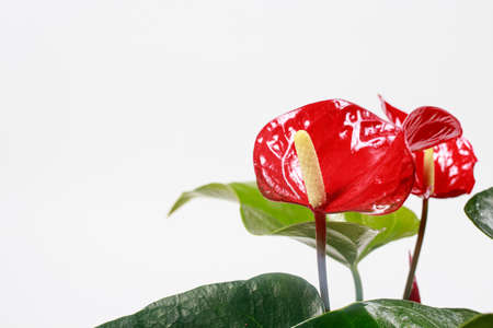 Red Anthurium flower on a white background isolate. Copy space for text banner, houseplants for flower shop.の写真素材