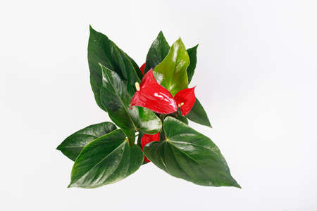 Red Anthurium flower on a white background top view isolate. Copy space for text banner, houseplants...