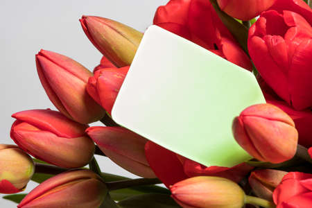A bouquet of red tulips and a tag for the inscription with congratulations for the birthday, mother's day or March 8.の写真素材