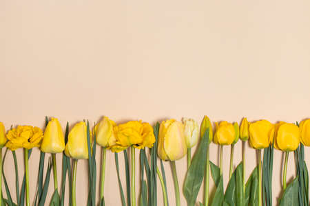 Beige banner in pastel shades with yellow tulips with a place for text for greeting card from March...