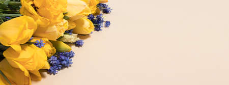 Beautiful horizontal banner yellow tulip flowers with a place for text. Mothers Day greeting card, teachers day, anniversaryの写真素材