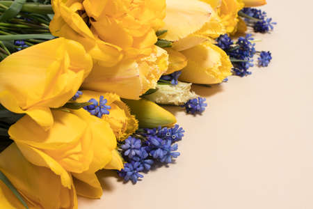 Beautiful yellow tulip flowers with a place for text copy space for the inscription. Mothers Day...