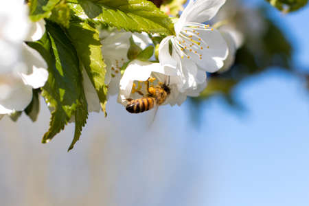 Macro close-up bee pollinates flowering apricot tree, collects pollen. Spring flowering of fruit...