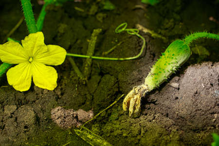 Ground green cucumber and flower in the garden. Gardening and growing vegetables.