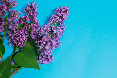 Beautiful branch lilac on a blue background for a postcard or a spring sale. Place for copy space...