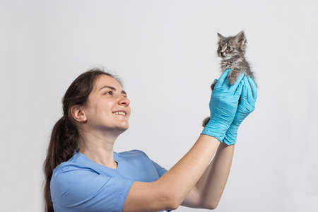 A female veterinarian doctor for animals in a medical uniform and gloves is holding a small kitten. Treatment of cats, pet care, veterinary clinic.の写真素材