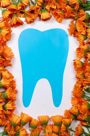 Greeting card for dentistry. Blue tooth and calendula flowers frame with place for text for World dentist dayの写真素材