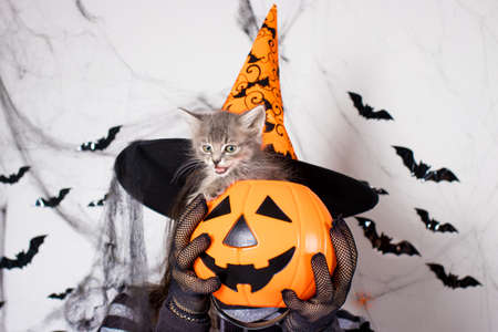 A woman in a witch costume in a hat holds a bucket pumpkin of candy and a ball. Halloween people..の写真素材