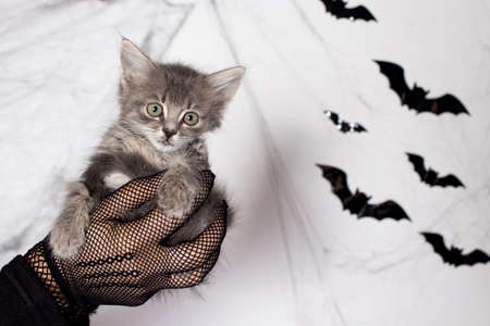 Halloween little kitten in the hands of a woman in a witch costume against the background with bats.の写真素材