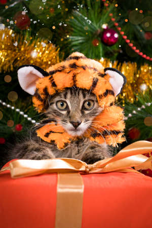 New Year 2022. A kitten in a tiger costume near the Christmas tree and gifts. Vertical beautiful postcard.の写真素材