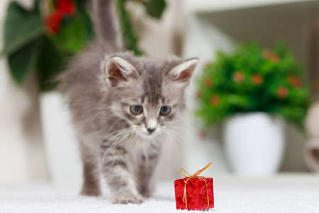 A fluffy gray kitten plays with a gift box on a gray background at home. Toys and goods for animals, pet shop.の写真素材