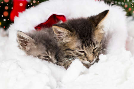 New Years cats. 2 sleeping kittens in the sock of Santa Claus. Beautiful Christmas card.の写真素材