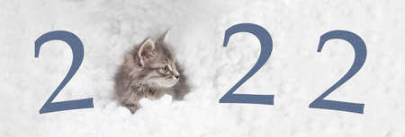 Banner with the New Year 2022 with a kitten on a white background in a snow. A postcard or...