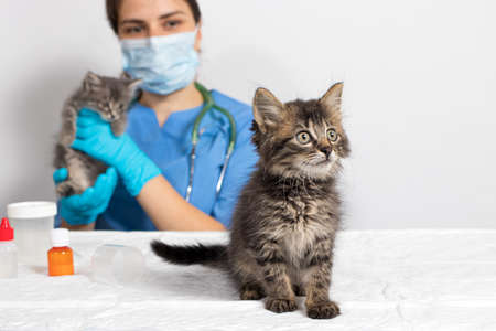 The doctor is a veterinarian and two small kittens in the doctors office. Veterinary clinic, treatment of cats and pets.の写真素材