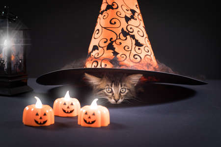 A Halloween kitten sits under a witchs hat with pumpkin candles on a black background. Card for a holiday with a cat.の写真素材