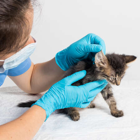 The veterinarian examines the kittens ear. Ear parasites, otitis, diseases in animals and cats.の写真素材