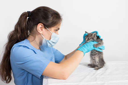 Examination of the one or two month old kitten. Veterinary clinic, prevention and treatment of diseases in catsの写真素材