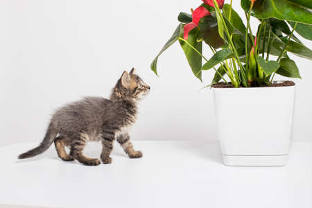 Cute gray kitten aged 1 month plays with the branches of an flower Anthurium on a white background.の写真素材