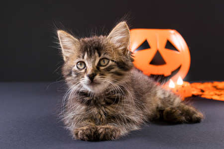 A Halloween kitten sits near a pumpkin on a black background. Card for a holiday with a cat.の写真素材