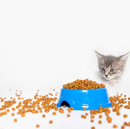 Dry food for kittens and cats - a square card on white with space for text. Balanced food, shop for animalsの写真素材