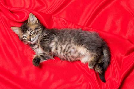 Cute gray kitten lies on a red blanket top view. Small fluffy cat aged 1 monthの写真素材