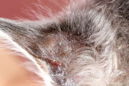 Close-up of a receding hairline on a cats ear. Microsporia or lichen in a kitten, hair falls out and skin peels off.の写真素材