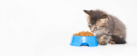 A kitten eats dry food from a blue plate on a white background banner with a place for text for a store for animals and catsの写真素材