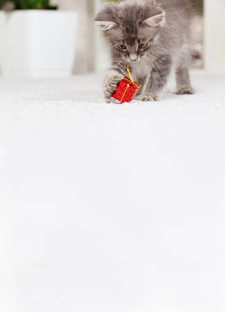 Vertical banner with a cat with a place for your text. A fluffy gray kitten plays with a gift box. Toys and goods for animals, pet shop.の写真素材