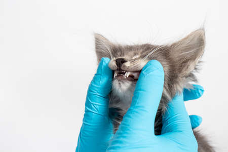 Examination of milk teeth in a 1 or 2 month old kitten. Dentistry for cats, place for text
