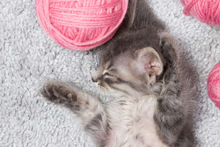 Gray kitten sleeps, spreading its legs on a carpet with balls of yarn view from above.の写真素材