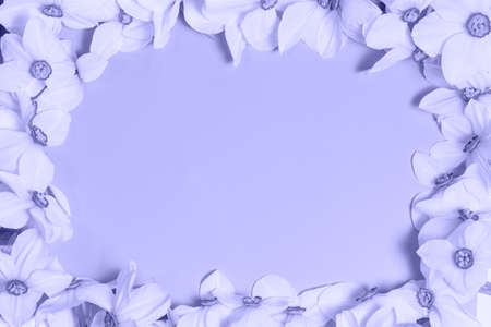 A beautiful floral frame of daffodils, trendy color 2022 very peri, a place for textの写真素材