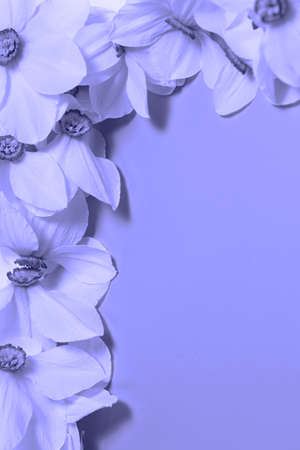 A beautiful floral frame of daffodils, trendy color 2022 very peri, a place for textの写真素材