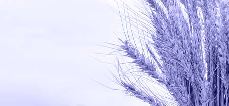 Ears of wheat in the color of the year 2022 are very peri, a place for text.