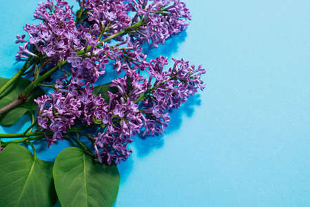 Beautiful branch lilac on a blue background for a postcard or a spring sale. Place for copy space text.の写真素材