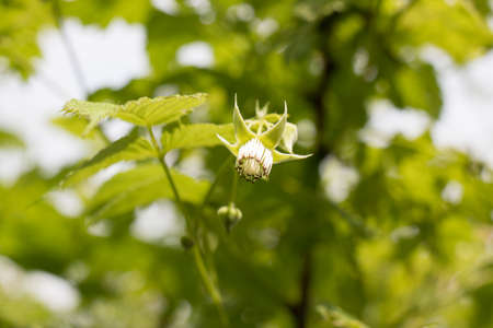 Blooming raspberry bush, raspberry blossom and flower close-up with place for text.の写真素材