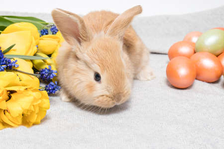 A cute Easter rabbit with painted eggs and spring flowers on a gray backgroundの写真素材