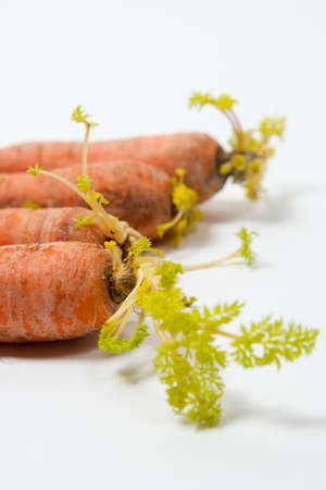 Sprouted carrots due to improper storage conditions. Isolate on a white backgroundの写真素材