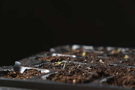 Growing tomatoes from seeds, step by step. Step 4 - the first sproutの写真素材