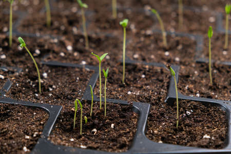 Growing tomatoes from seeds, step by step. Step 6 - many sprouts sprouted