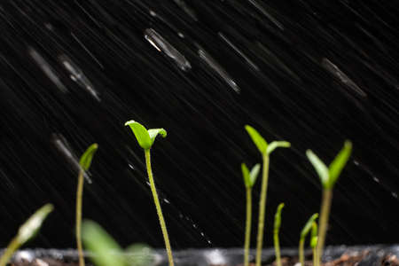 Growing tomatoes from seeds, step by step. Step 7 - watering the sprouts