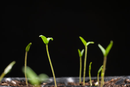 Growing tomatoes from seeds, step by step. Step 6 - many sprouts sprouted.の写真素材