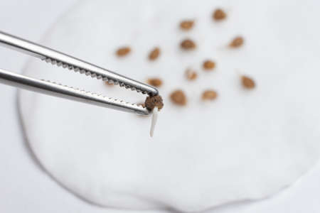 Growing tomatoes from seeds, step by step. Step 2 - the seeds have sprouted
