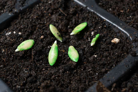 Growing cucumbers from seeds. Step 3 - planting in the ground.の写真素材