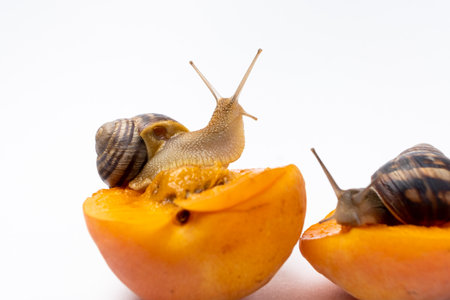 Two large grape garden snails Helix pomatia sit on apricots and eatの写真素材