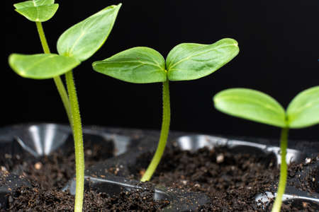 Growing cucumbers from seeds. Step 4 - First Sprouts.の写真素材