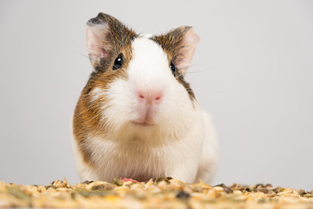 A small guinea pig sits near the feed on a white background.の写真素材